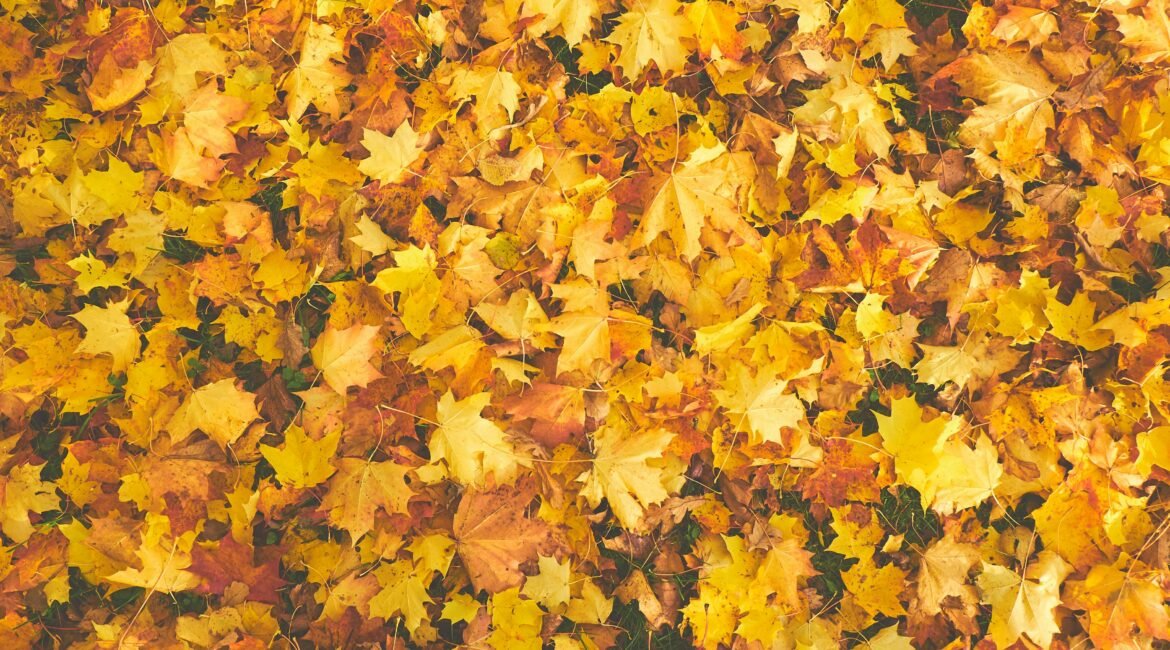 Autumn Party at Hotel Tradita