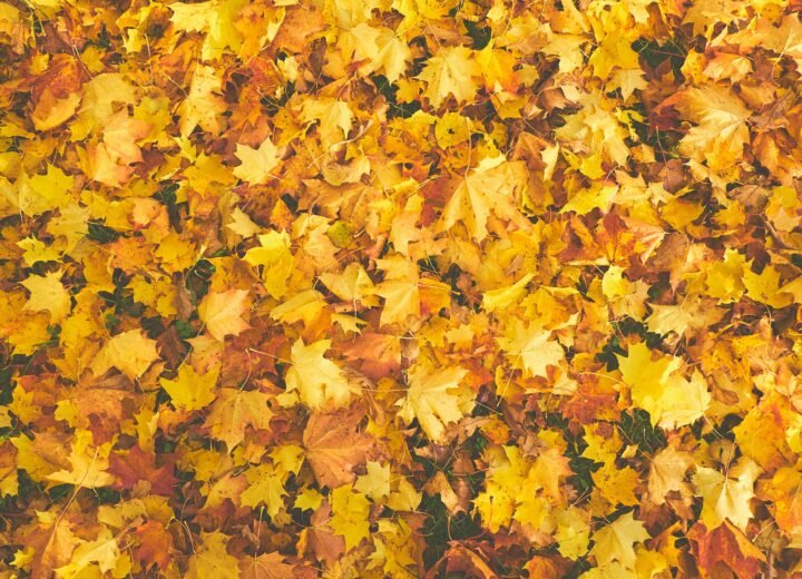 Autumn Party at Hotel Tradita