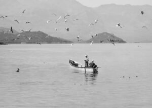 A serene black and white scene of fishermen on Lake Shkodra in Albania with seagulls circling overhead.